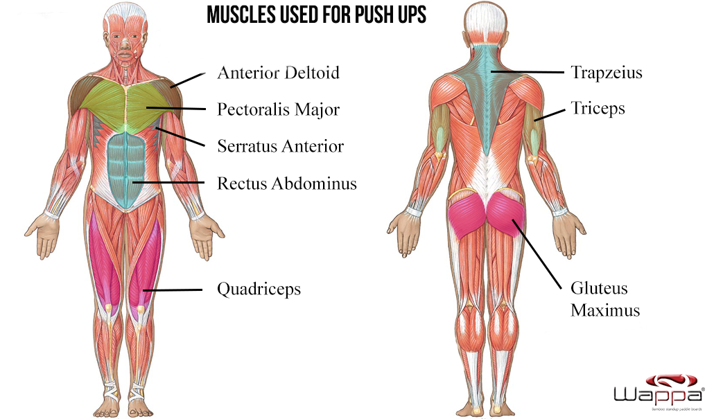 Standard Push-Up + Muscle Map
